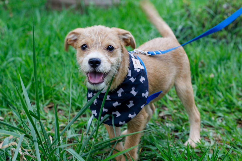 Goiânia terá feira para adoção de cães e gatos resgatados de abandono no domingo (12)