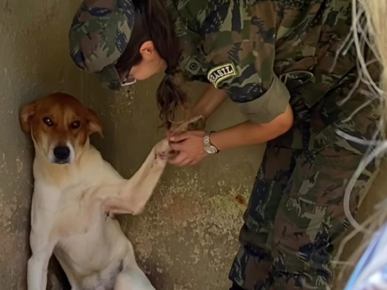 É emocionante o que soldados da Ala 2 de Anápolis fizeram para salvar cachorrinho com ferimento grave