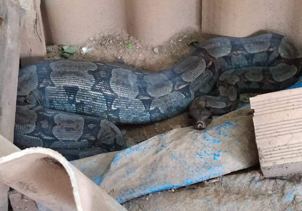 Capturadas as cobras que faziam pintinhos sumir em Caldas Novas