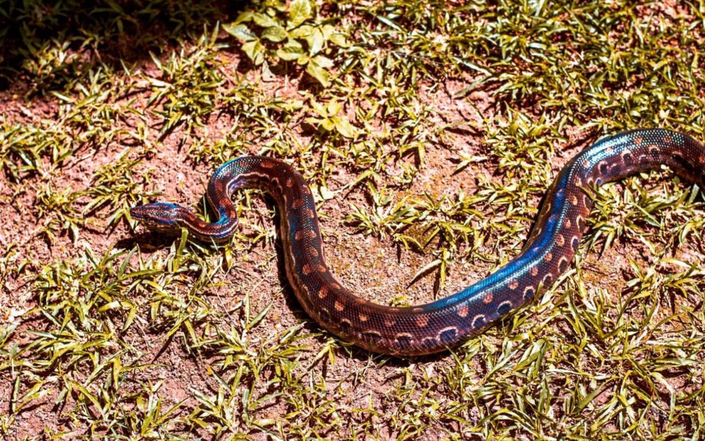 Cobra raríssima é encontrada em expedição no Cerrado