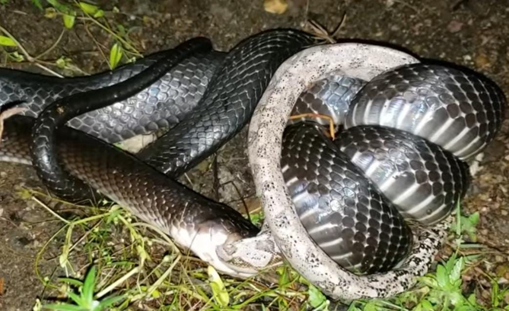 Cobra muçurana engole jiboia e vídeo viraliza. (Foto: Captura via Youtube)