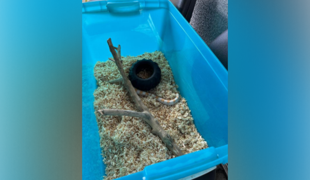 corn snake (1)