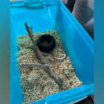 corn snake (1)
