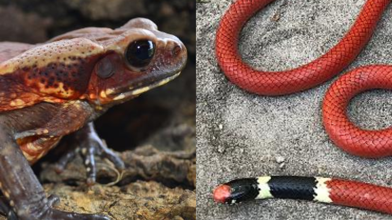 cobra rara azul｜Pesquisa do TikTok