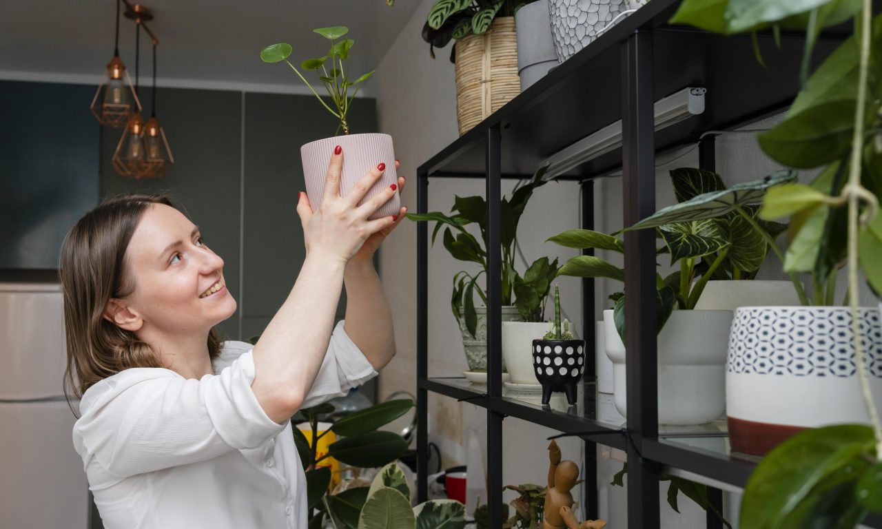 6 plantas que vão deixar a sua casa sempre cheirosa