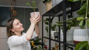 6 plantas que vão deixar a sua casa sempre cheirosa