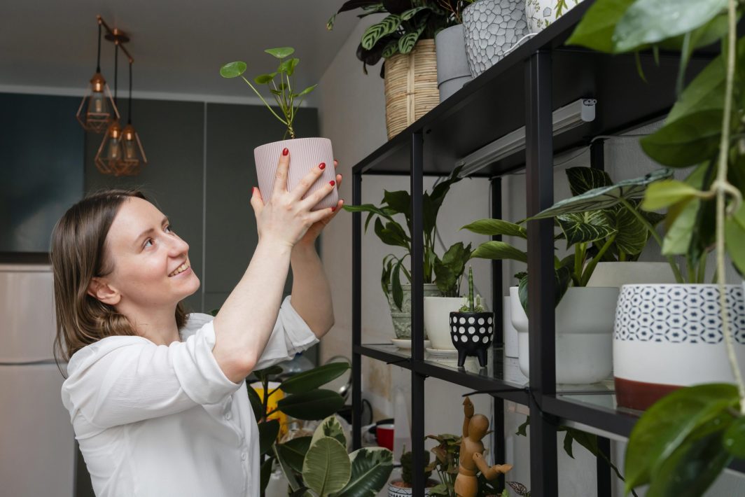 6 plantas que vão deixar a sua casa sempre cheirosa