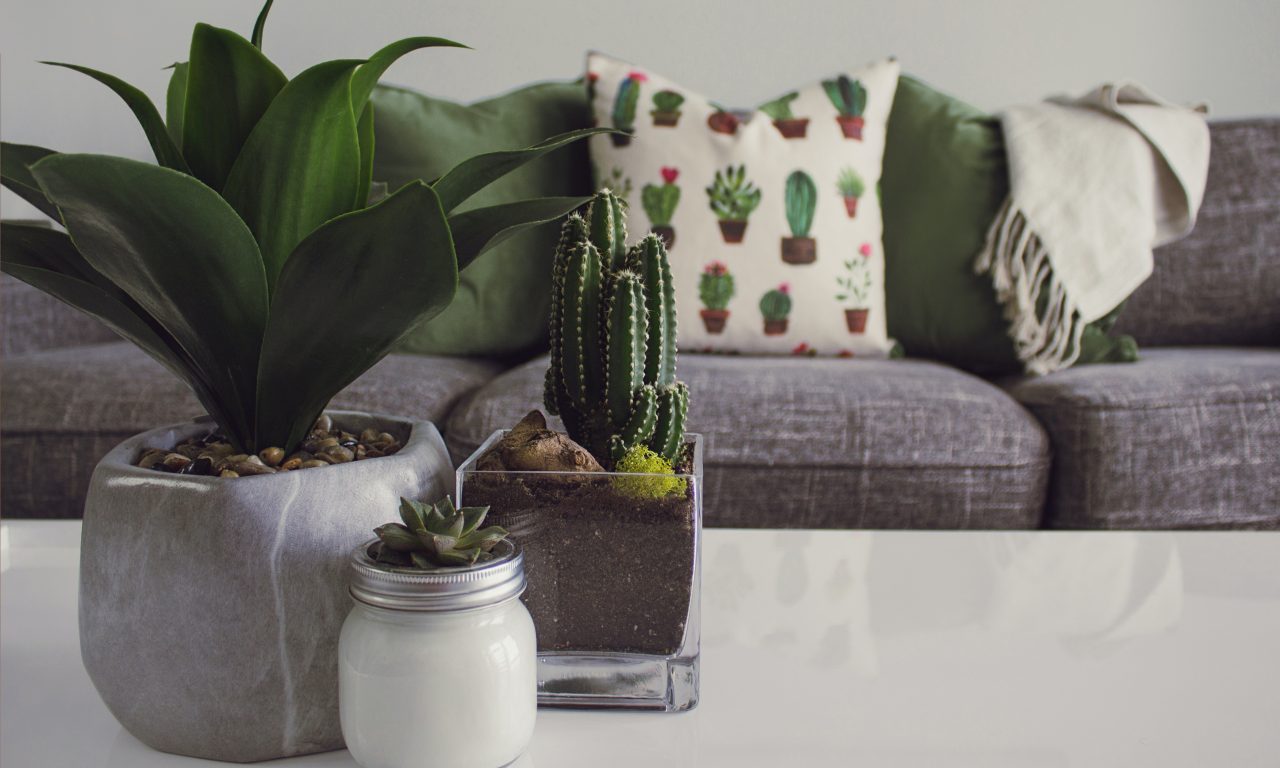 Feng shui diz o que acontece quando uma casa é decorada com plantas falsas