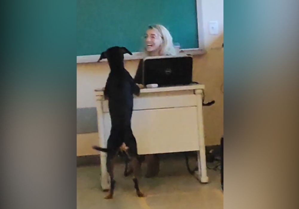 Cachorro é flagrado “tirando dúvida” em aula da UFG e vira sensação nas redes sociais