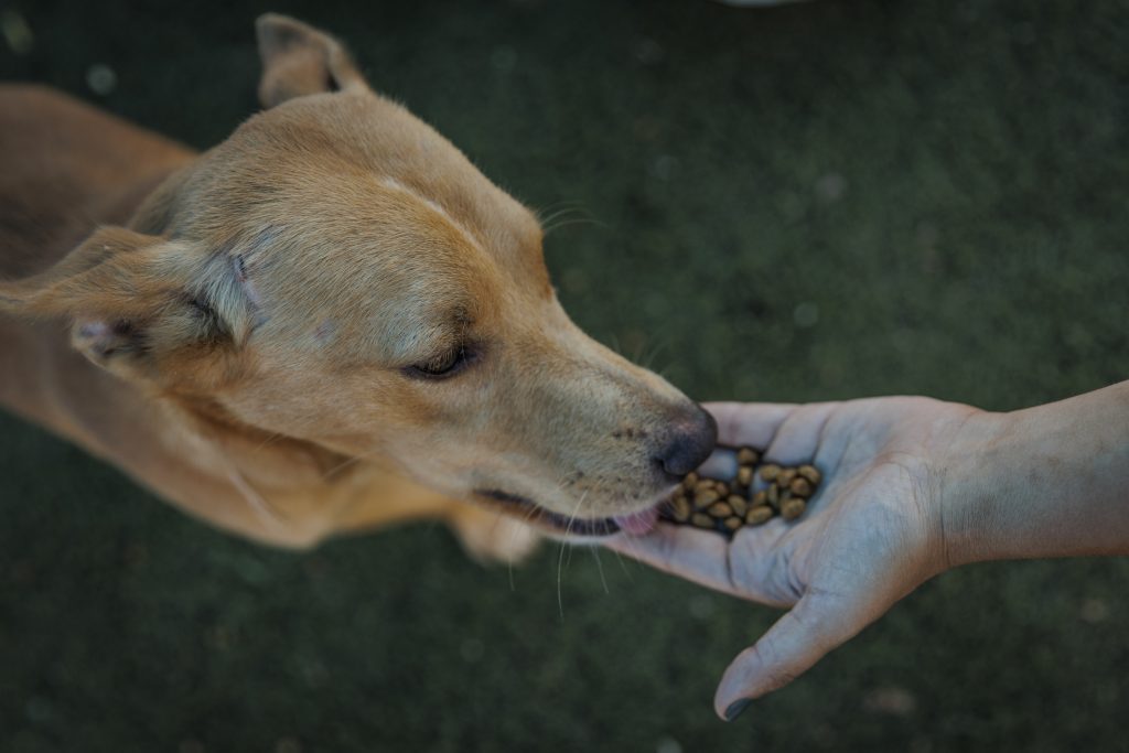 Governo proíbe uso de animais em testes para cosméticos e perfumes