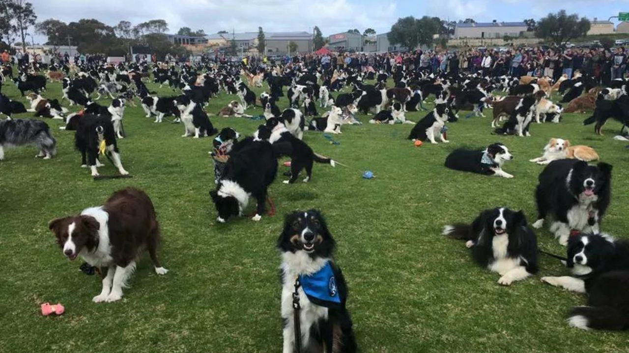 Goiânia terá encontro de cães da raça mais inteligente do mundo neste fim de semana