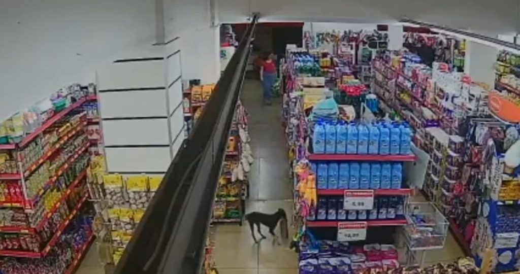 Câmeras flagram cachorrinho furtando ração e fugindo de supermercado em Anápolis