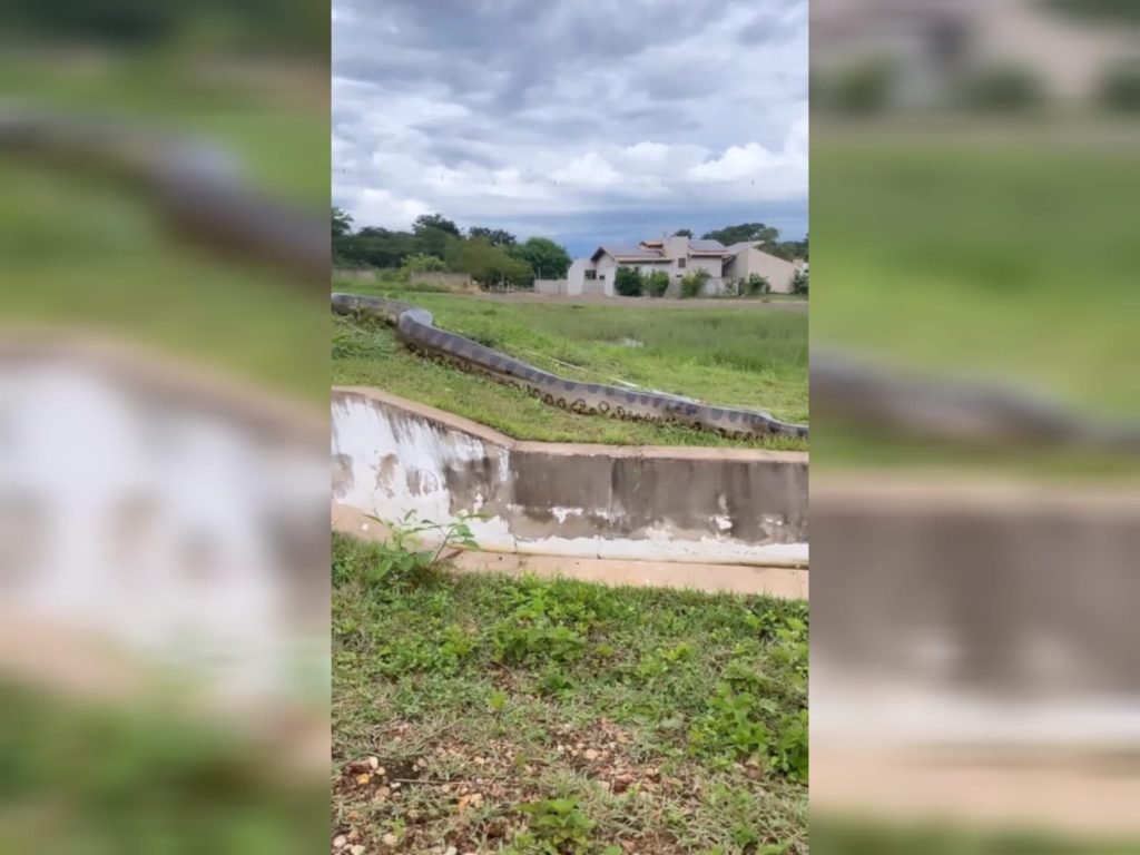 A verdade por trás das imagens da sucuri gigante flagrada passeando pela cidade