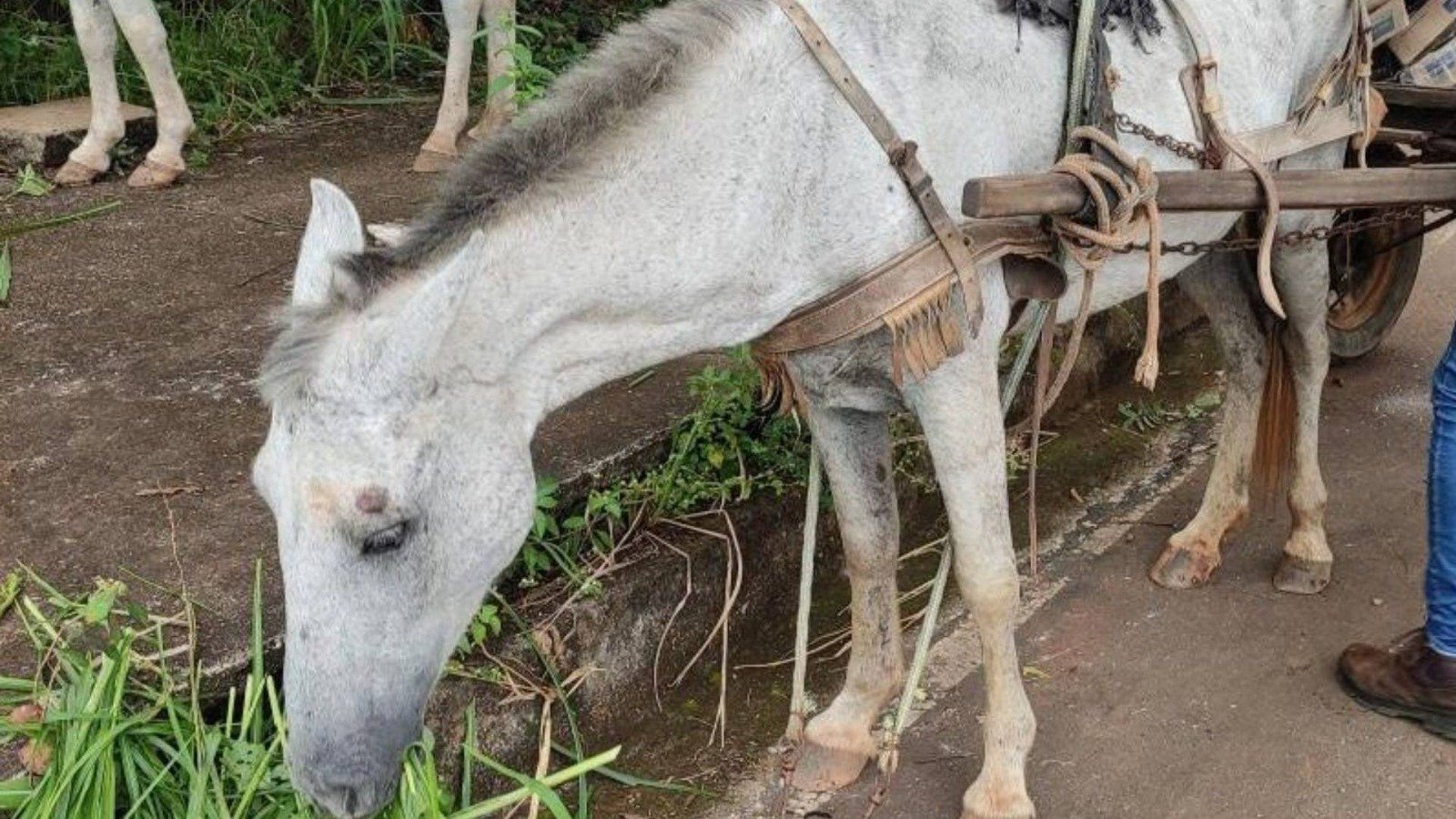 Homem é detido após ser flagrado espancando cavalo no meio de avenida em Anápolis