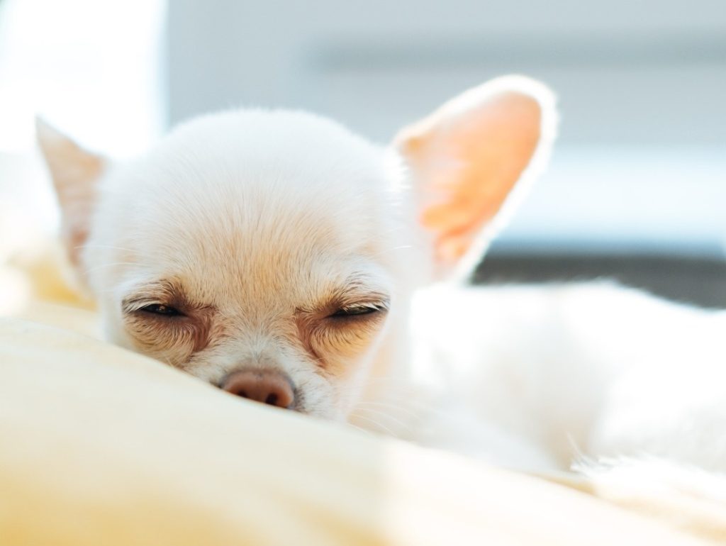 em português e em espanhol