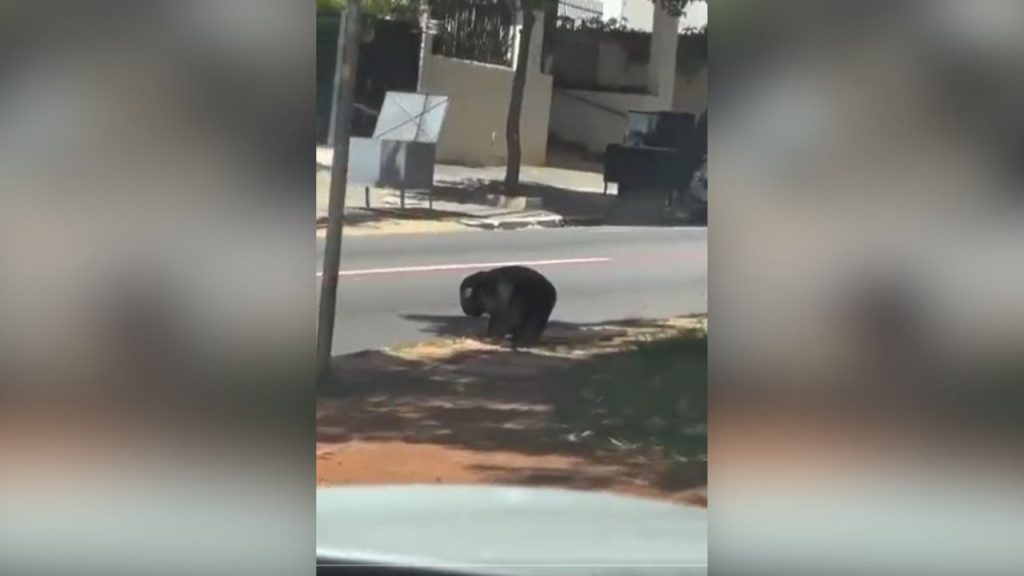 Macaco flagrado circulando pelas ruas de Goiânia não fugiu do zoológico e moradores devem ter cuidado