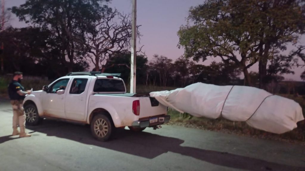 Motorista é flagrado transportando pés de manga de mais de 3 metros na traseira da caminhonete