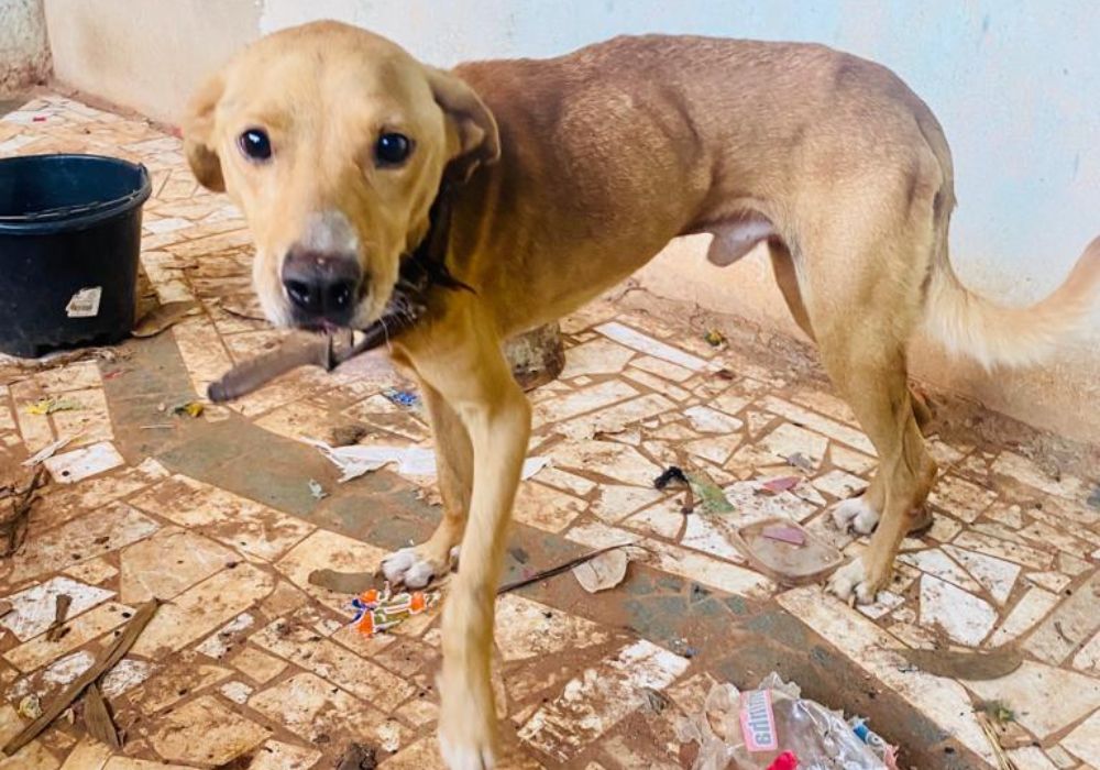 Polícia Civil resgata cachorro ‘desesperado de fome’ que sofria maus tratos do dono