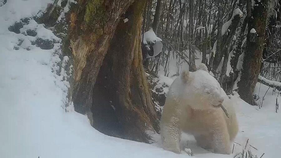 Panda albino raro é fotografado pela 2ª vez em reserva na China