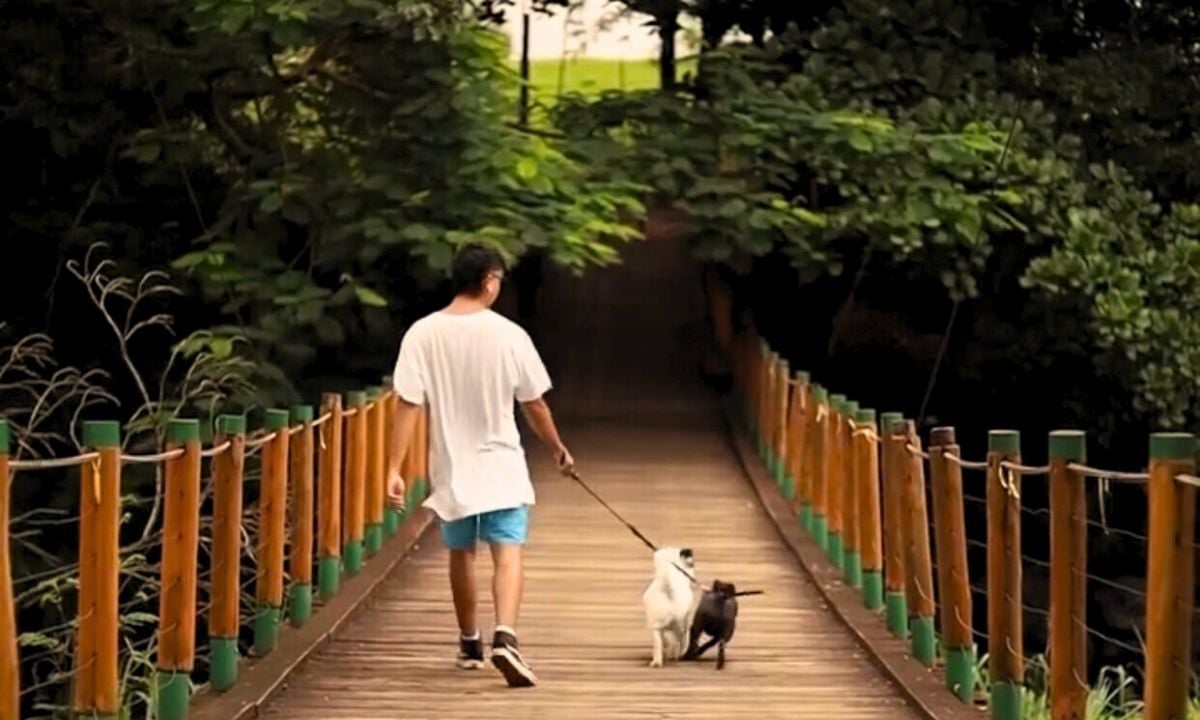 Tendência no exterior, cuidadores de pets ganham espaço em Goiás