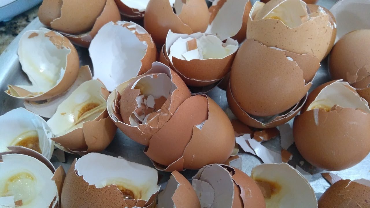 casca de ovos