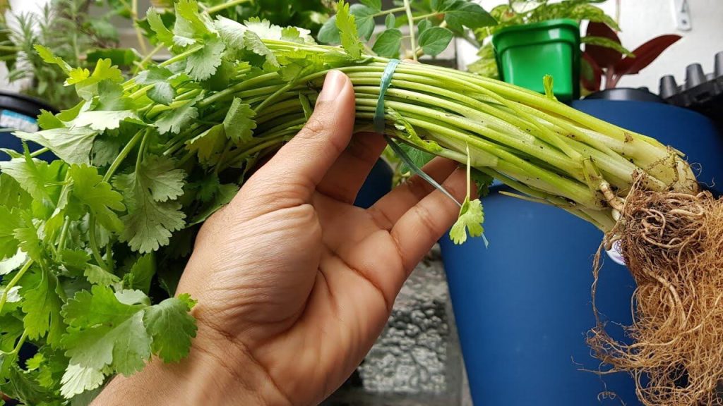 simpatias que quem quer ter sorte