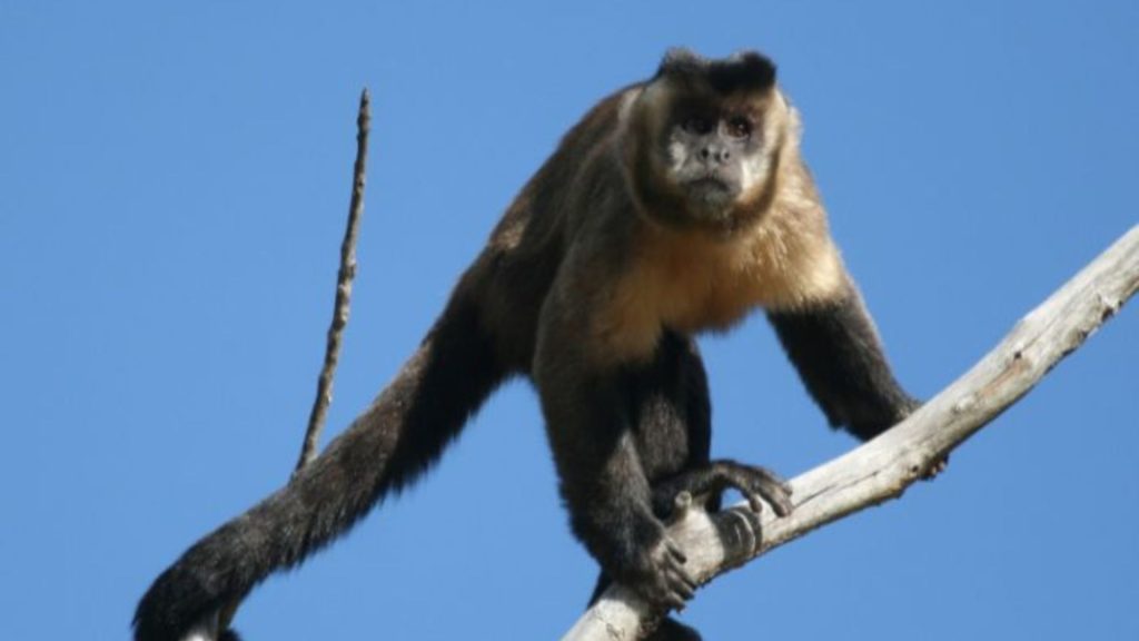 Mais uma criança precisou ser hospitalizada após sofrer mordida de macaco do Central Parque de Anápolis