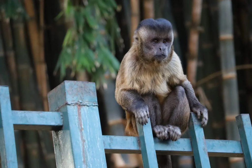 Criança fica ferida e vai parar em hospital após ser mordida por macaco, em Anápolis