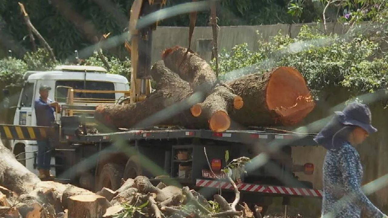 CAU questiona retirada de 132 árvores da Avenida Rio Verde para ‘revitalizar a via’