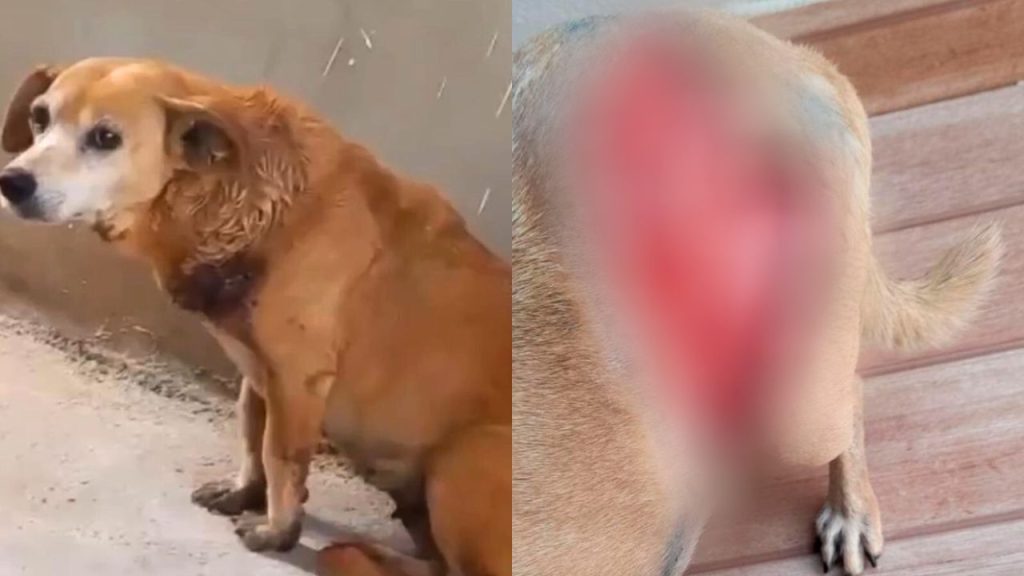 Moradores denunciam viver momentos de terror com “cães canibais” em Anápolis