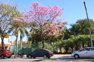 Ipês rosas em avenida de Goiânia. (Foto; Paulo José/ Amma) árvore