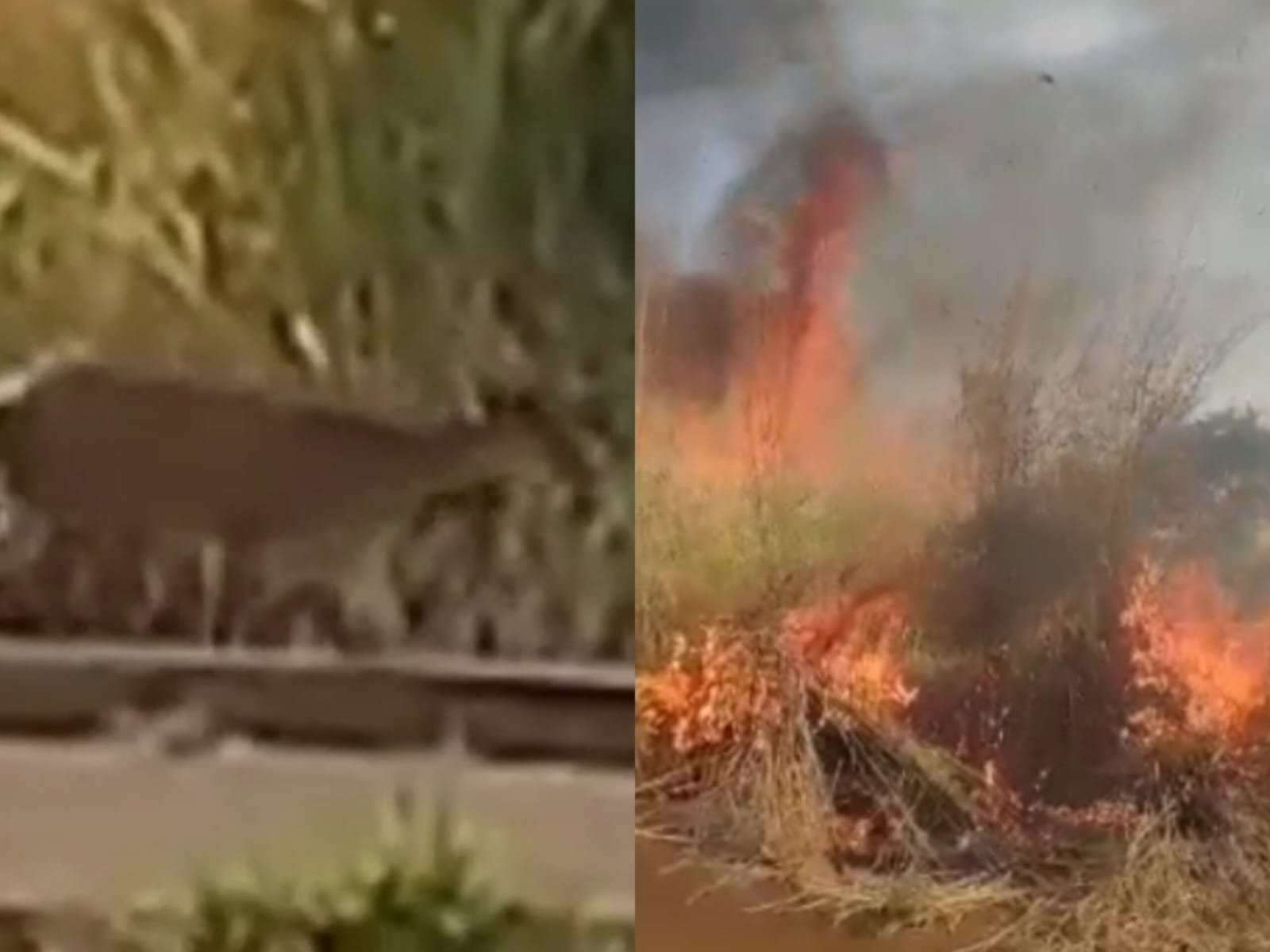 Imagens mostram veadinho fugindo durante incêndio florestal em Goiás