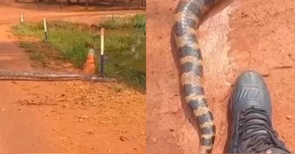 Cobra gigante é vista em estrada de Goiás e biólogo revela o que ela estava indo fazer