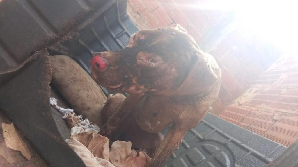 Fogo colocado em quintal atinge residência vizinha e deixa cachorrinho todo queimado em Anápolis