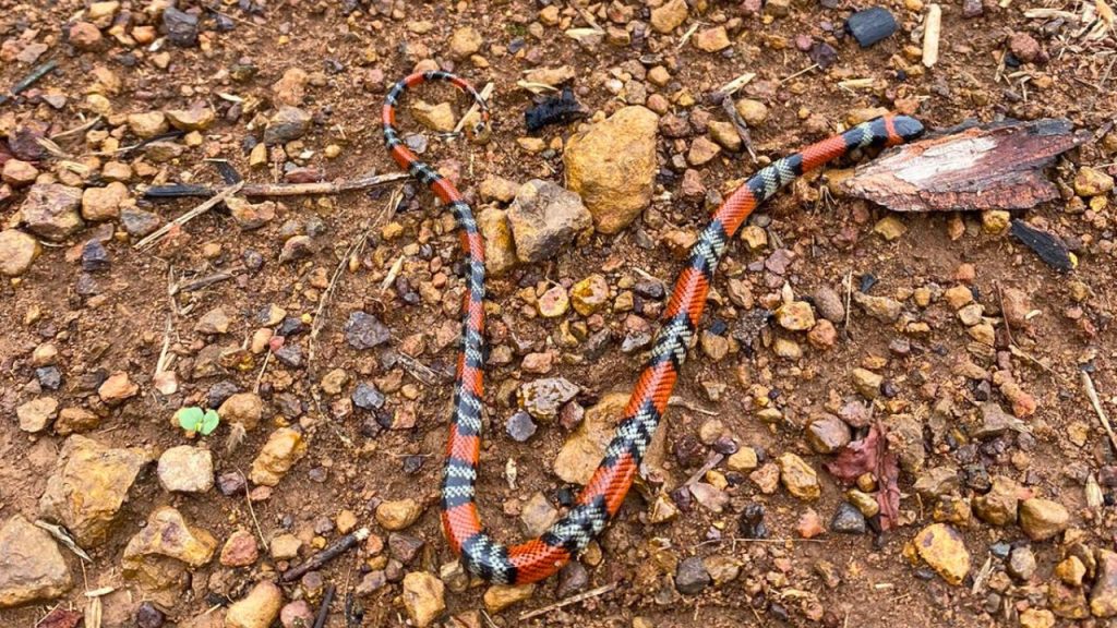 Cobra considerada a mais venenosa do Brasil é capturada dentro de empresa do DAIA