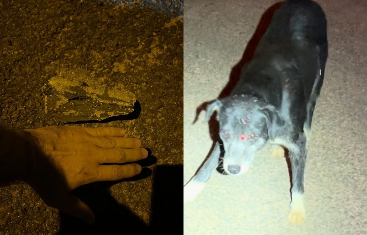 Cachorro é atingido por pedaço de concreto, em Goiânia.