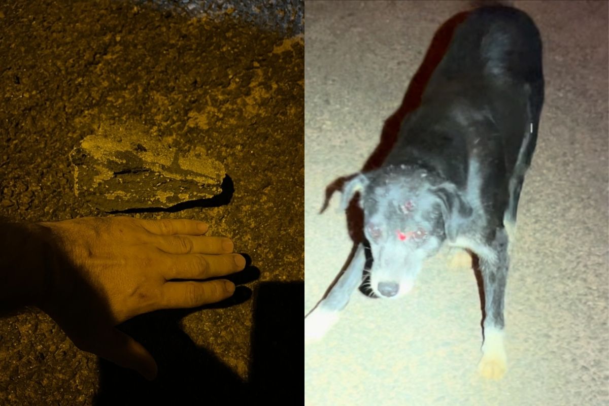 Cachorro é atingido por pedaço de concreto, em Goiânia.