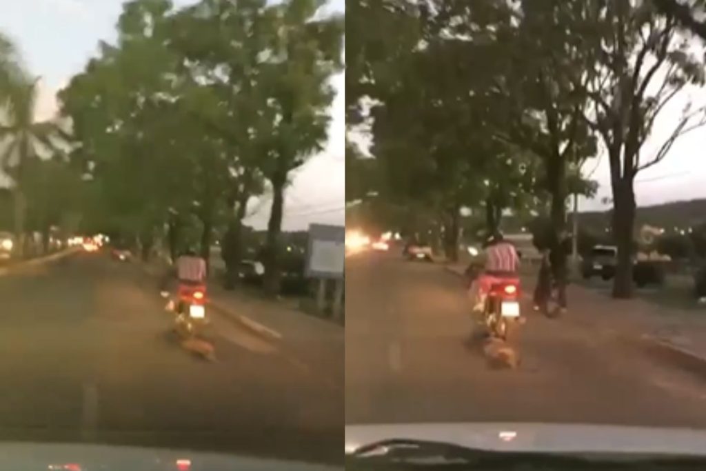 Cachorro é flagrado sendo arrastado em rua de Pirenópolis.