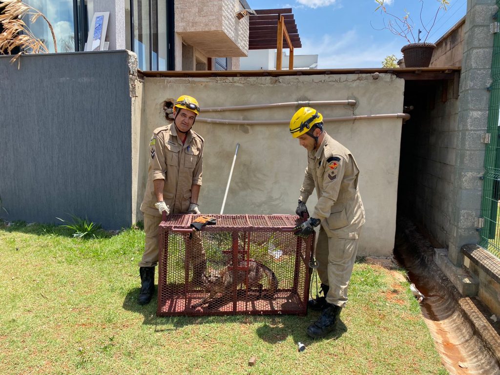 Visitante ‘animal’ faz Corpo de Bombeiros ser acionado em condomínio de luxo em Anápolis