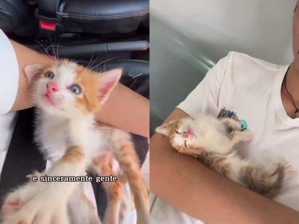 Gatinho abandonado em saco de lixo ganha novo lar e emociona anapolinos: “quem tem coragem de fazer isso”