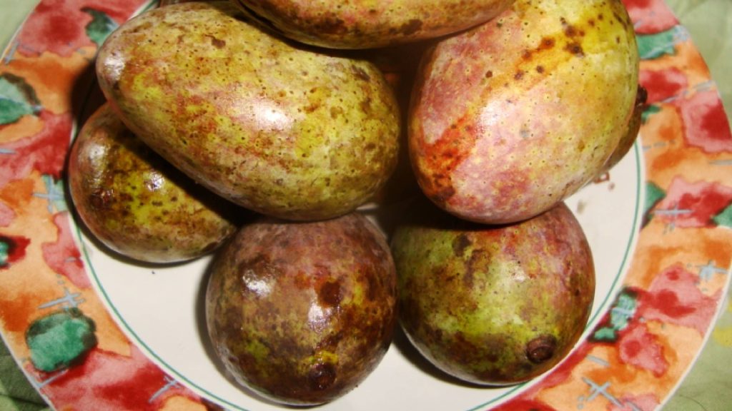 Foto de uma espécie de manga - Frutas e vegetais extintos