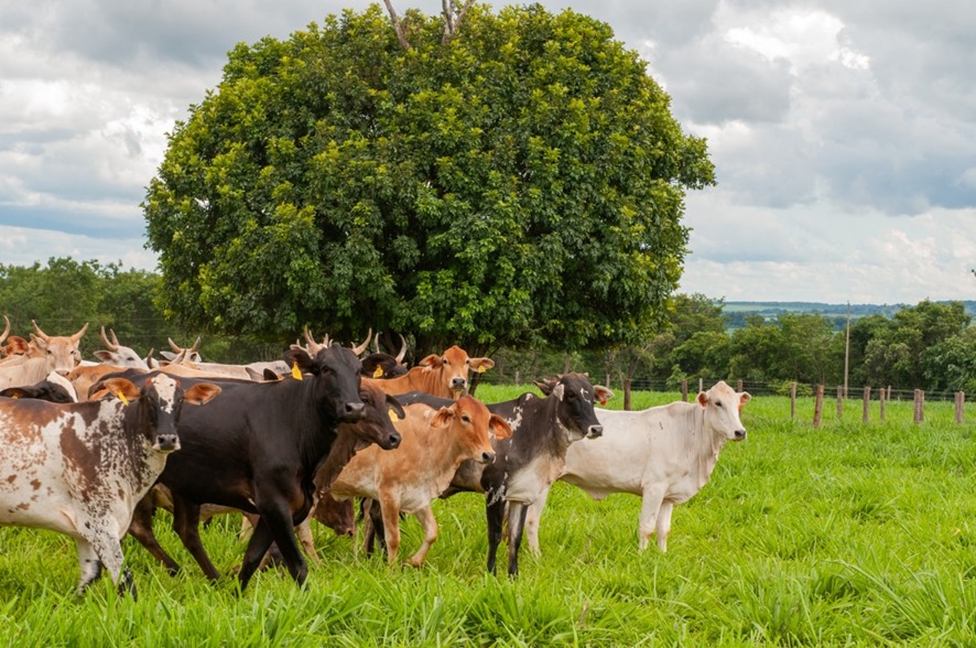 Vacinação contra raiva de herbívoros e prazo para envio da declaração de rebanho começam dia 1º de novembro em Goiás