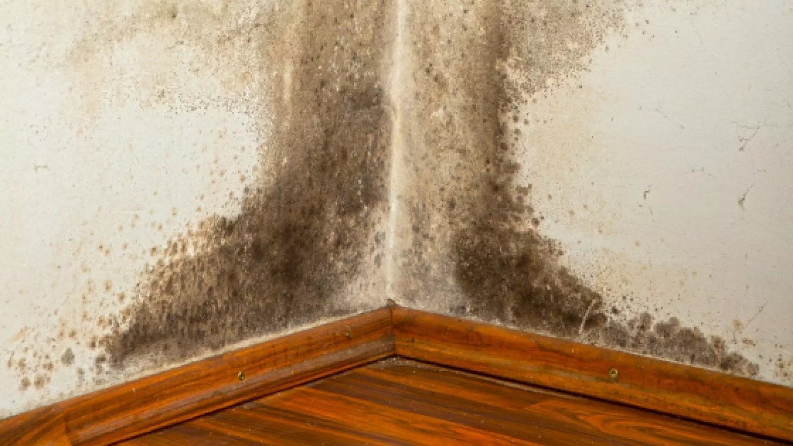 6 maneiras de acabar com o mofo em casa durante tempo úmido