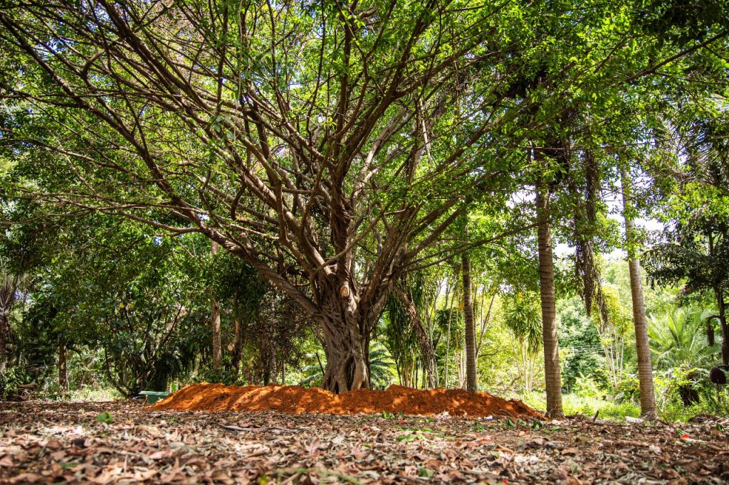 Figueira colocada em condomínio em Aparecida de Goiânia.