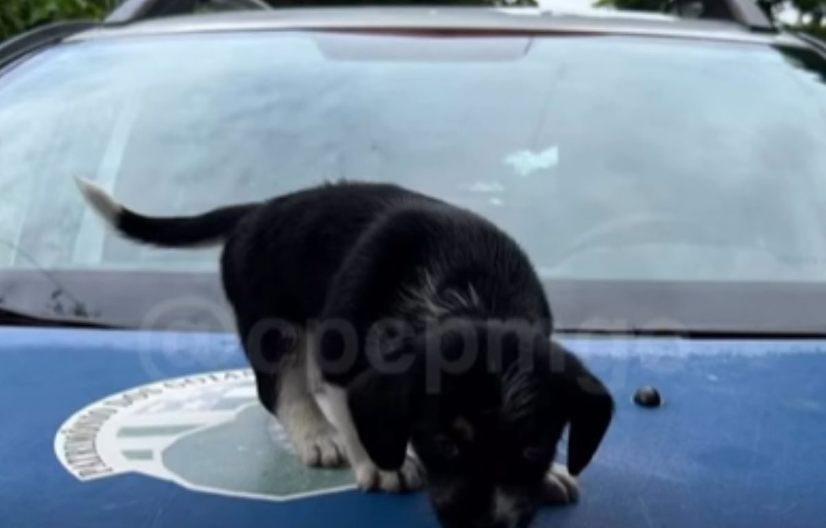 Cachorro recuperado após furto em Goiânia.