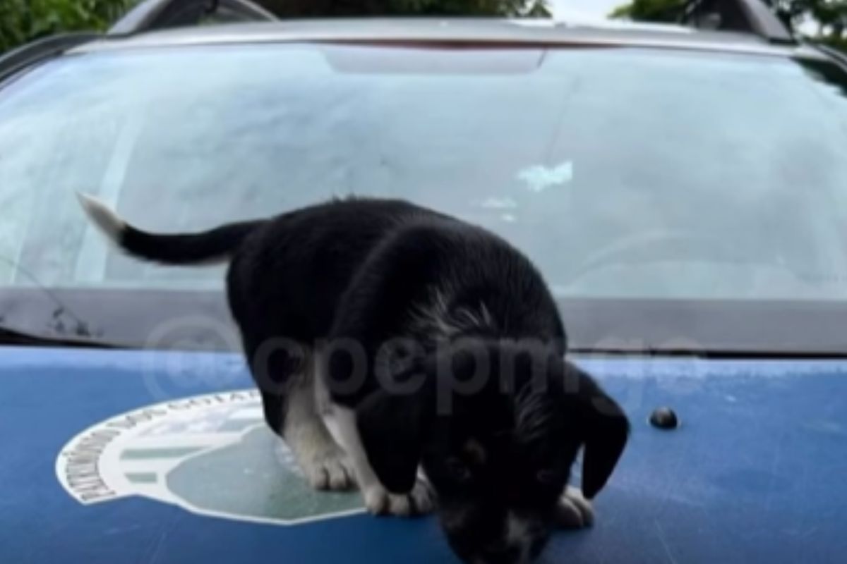 Cachorro recuperado após furto em Goiânia.