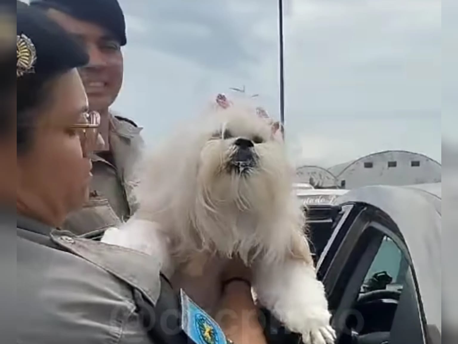 Policiais quebram vidro para resgatar cachorrinha largada dentro do carro no calor de Goiânia