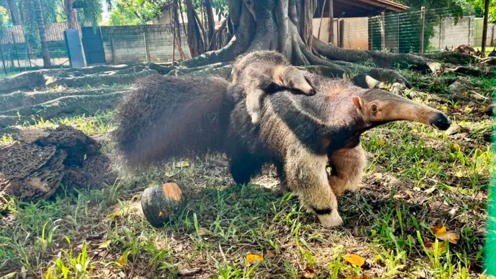 Casal de tamanduás do Zoológico de Goiânia apresenta filhote ao público pela primeira vez