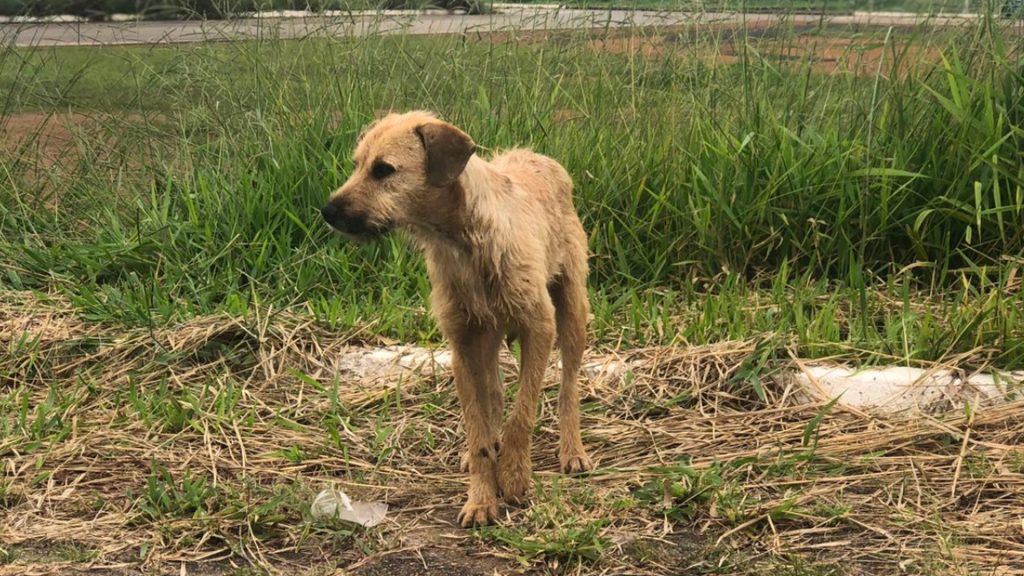 Metade das denúncias de ‘maus-tratos’ a animais em Goiânia é de vizinhos irritados com barulho, diz delegada