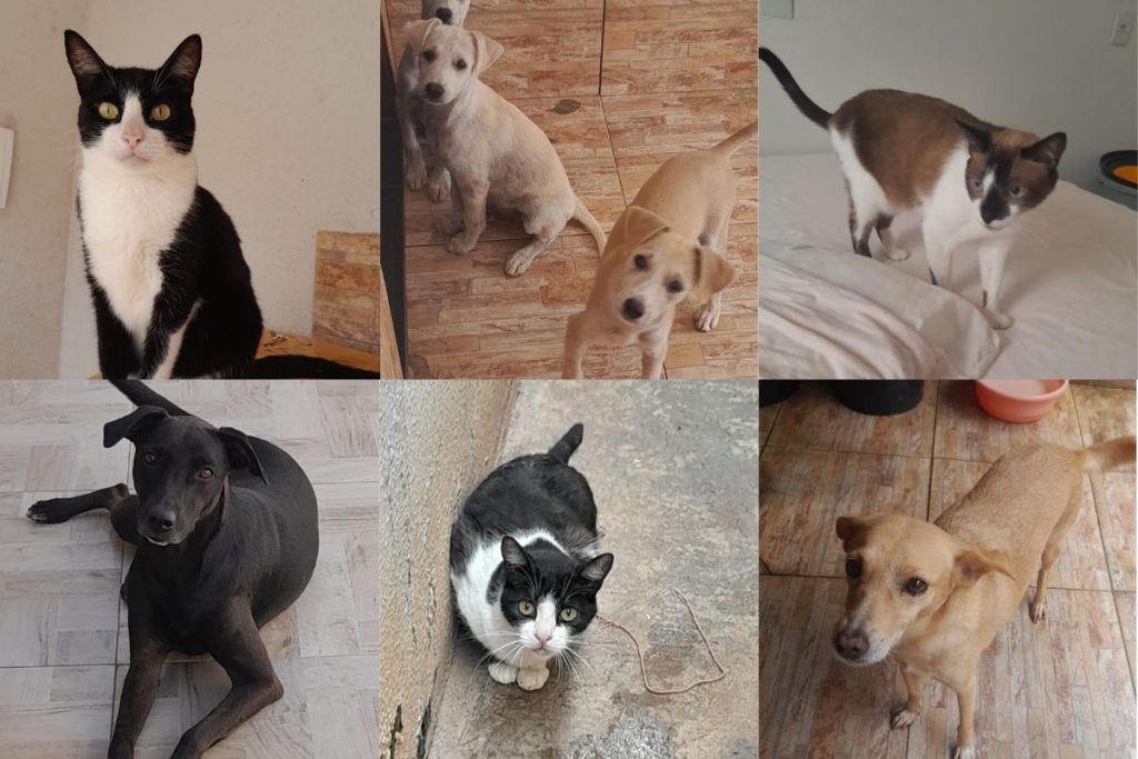 A luta de moradora de Anápolis para dar um lar aos animais que a falecida irmã dela cuidava